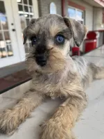 Bella, a female Miniature Schnauzer for sale in Lakeland, FL – Photo 3 of 3