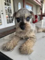 Bella, a female Miniature Schnauzer for sale in Lakeland, FL – Photo 1 of 3