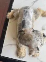 Bella, a female Miniature Schnauzer for sale in Lakeland, FL – Photo 2 of 3