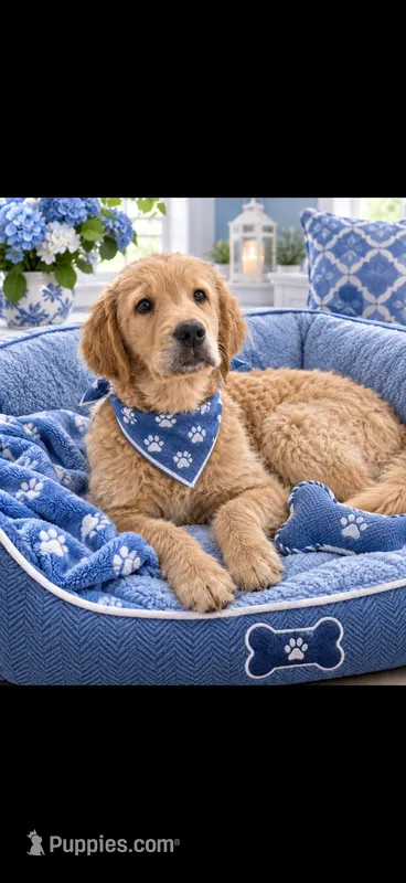 Charlie – Goldendoodle puppy for sale in Lakeland, FL