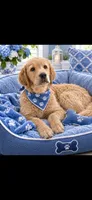 Charlie, a male Goldendoodle for sale in Lakeland, FL – 1 of 4