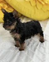 Yorkies tcup, a male Yorkshire Terrier for sale in Lakeland, FL – Photo 1 of 4