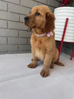 Golden Retriever , a female Golden Retriever for sale in Lakeland, FL – Photo 4 of 4