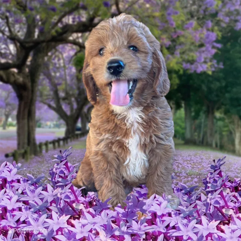 Goldendoodle  – Miniature Goldendoodle puppy for sale in Lakeland, FL