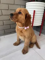 Golden Retriever , a female Golden Retriever for sale in Lakeland, FL – Photo 2 of 4