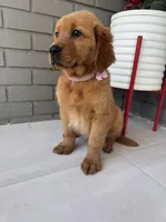 Golden Retriever , a female Golden Retriever for sale in Lakeland, FL – Photo 3 of 4