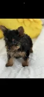 Yorkies tcup, a male Yorkshire Terrier for sale in Lakeland, FL – Photo 3 of 4