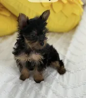 Yorkies tcup, a male Yorkshire Terrier for sale in Lakeland, FL – Photo 2 of 4