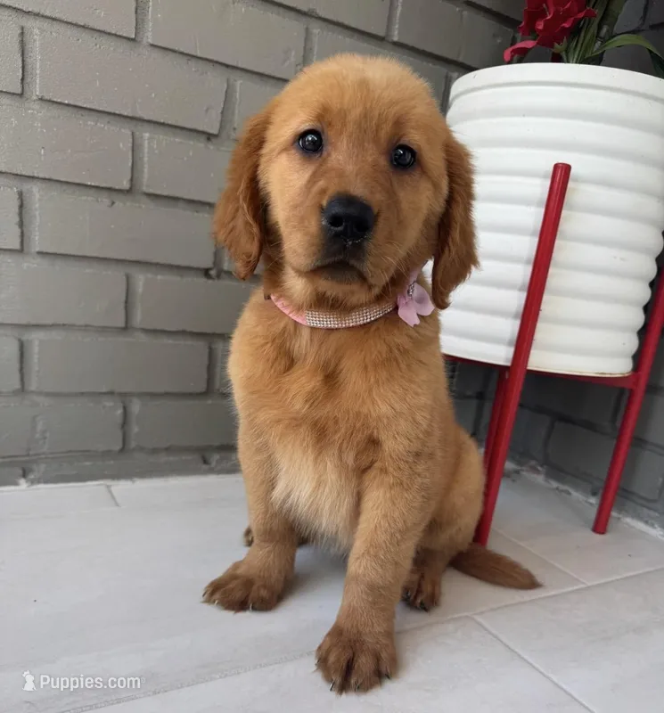 Golden Retriever  – Golden Retriever puppy for sale in Lakeland, FL