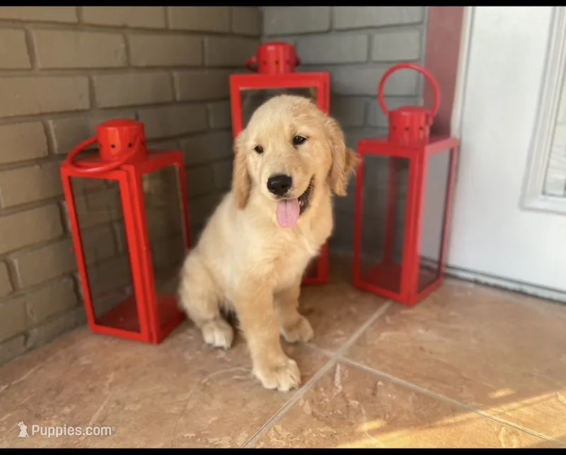 Golden Retriever  – Golden Retriever puppy for sale in Lakeland, FL