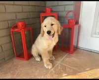 Golden Retriever , a female Golden Retriever for sale in Lakeland, FL – 1 of 4
