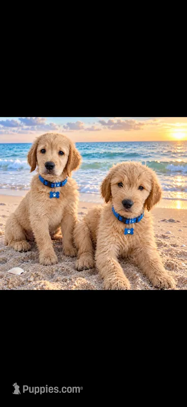 Goldendoodle  – Goldendoodle puppy for sale in Lakeland, FL