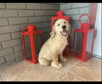 Golden Retriever , a female Golden Retriever for sale in Lakeland, FL – 4 of 4