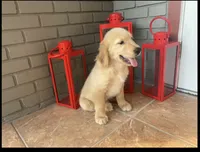 Golden Retriever , a female Golden Retriever for sale in Lakeland, FL – 3 of 4