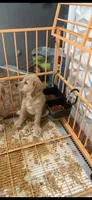 Charlie, a male Goldendoodle for sale in Lakeland, FL – 4 of 4