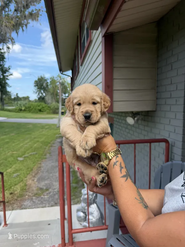 Golden Retriever  – Golden Retriever puppy for sale in Lakeland, FL