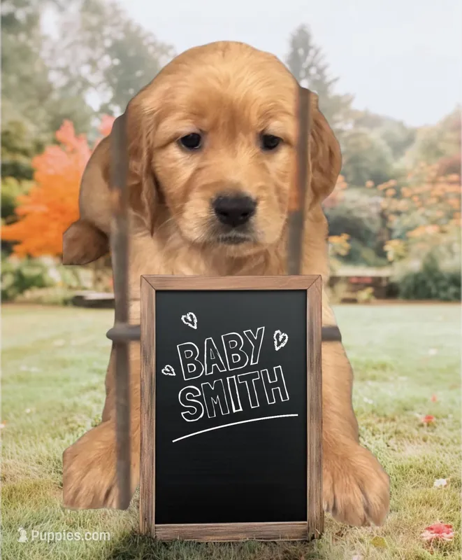 Golden Retriever  – Golden Retriever puppy for sale in Lakeland, FL