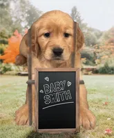 Golden Retriever , a female Golden Retriever for sale in Lakeland, FL – Photo 1 of 2