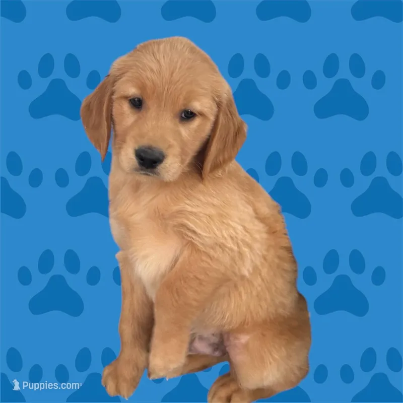 Golden Retriever  – Golden Retriever puppy for sale in Lakeland, FL