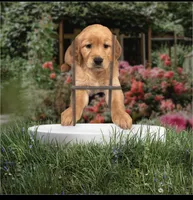 Golden Retriever , a female Golden Retriever for sale in Lakeland, FL – Photo 2 of 2