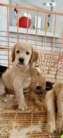 Charlie, a male Goldendoodle for sale in Lakeland, FL – 2 of 4
