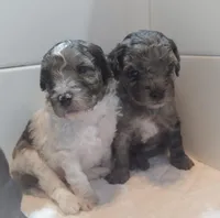 Merle man, a male Cavapoo for sale in Medina, OH – Photo 2 of 4