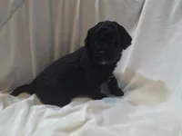 Merle man, a male Cavapoo for sale in Medina, OH – Photo 4 of 4