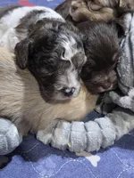 Merle man, a male Cavapoo for sale in Medina, OH – Photo 3 of 4