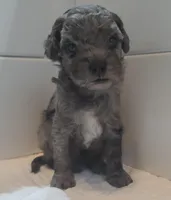 Merle man, a male Cavapoo for sale in Medina, OH – Photo 1 of 4