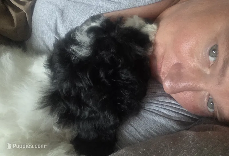 Spot – Cavapoo puppy for sale in Medina, OH