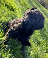 Aqua, a female Poodle - Standard  and English Mastiff for sale in Medina, OH – Photo 2 of 2