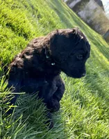 Aqua, a female Poodle - Standard  and English Mastiff for sale in Medina, OH – Photo 1 of 2