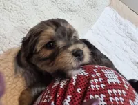 Red collar, a female Cavapoo for sale in Medina, OH – Photo 3 of 4