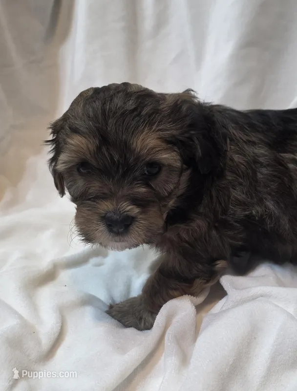 Red collar – Cavapoo puppy for sale in Medina, OH