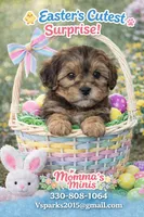 Red collar, a female Cavapoo for sale in Medina, OH – Photo 4 of 4