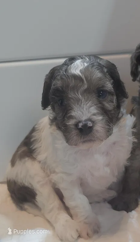 Hank – Cavapoo puppy for sale in Medina, OH