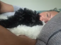 Spot, a male Cavapoo for sale in Medina, OH – 3 of 4