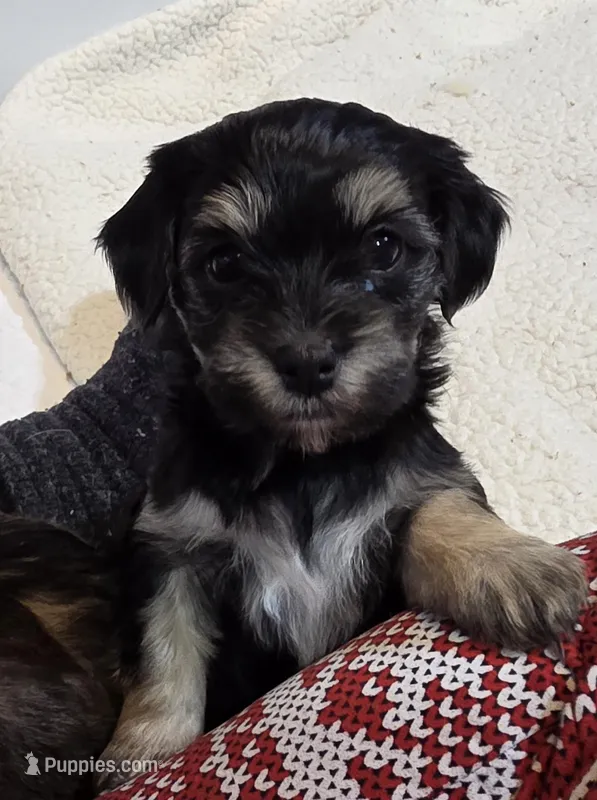  beauty – Cavapoo puppy for sale in Medina, OH