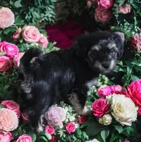  beauty, a female Cavapoo for sale in Medina, OH – Photo 3 of 4