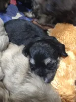  beauty, a female Cavapoo for sale in Medina, OH – Photo 4 of 4