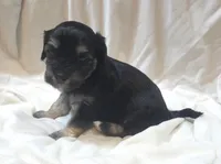  beauty, a female Cavapoo for sale in Medina, OH – Photo 2 of 4