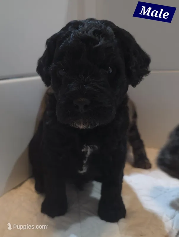 Wally, a male Cavapoo for sale in Medina, OH – Photo 1 of 2