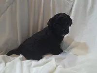 Wally, a male Cavapoo for sale in Medina, OH – Photo 2 of 2