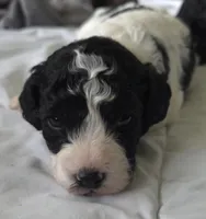 Wally, a male Cavapoo for sale in Medina, OH – Photo 1 of 2