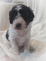 Wally, a male Cavapoo for sale in Medina, OH – Photo 2 of 2