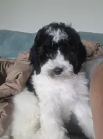 Spot, a male Cavapoo for sale in Medina, OH – 2 of 4
