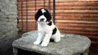 Spot, a male Cavapoo for sale in Medina, OH – 4 of 4