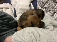 Luna, a female Beagle and Cocker Spaniel for sale in Raleigh, NC – 2 of 3
