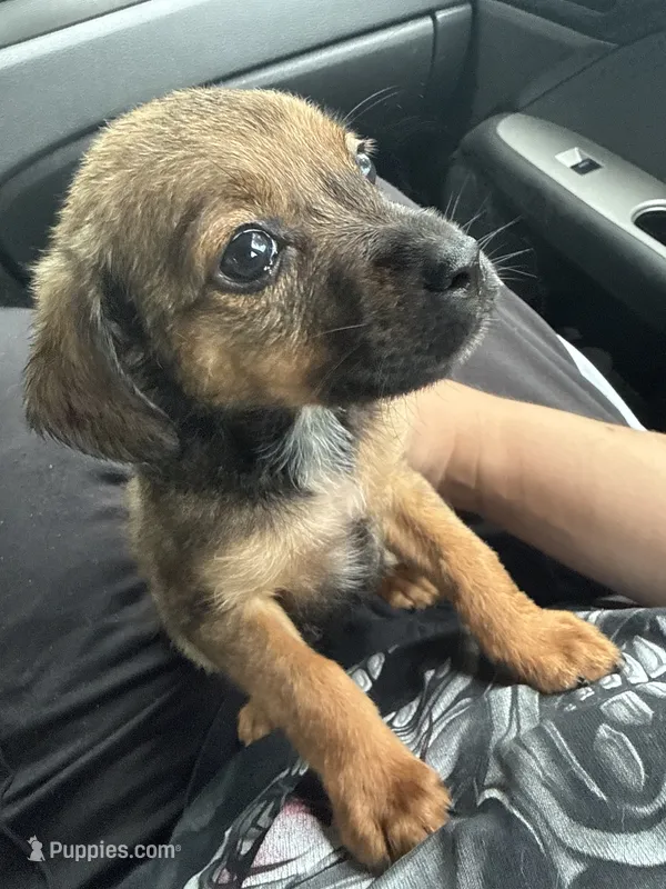 Luna – Beagle, Cocker Spaniel puppy for sale in Raleigh, NC
