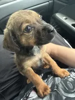 Luna, a female Beagle and Cocker Spaniel for sale in Raleigh, NC – 1 of 3